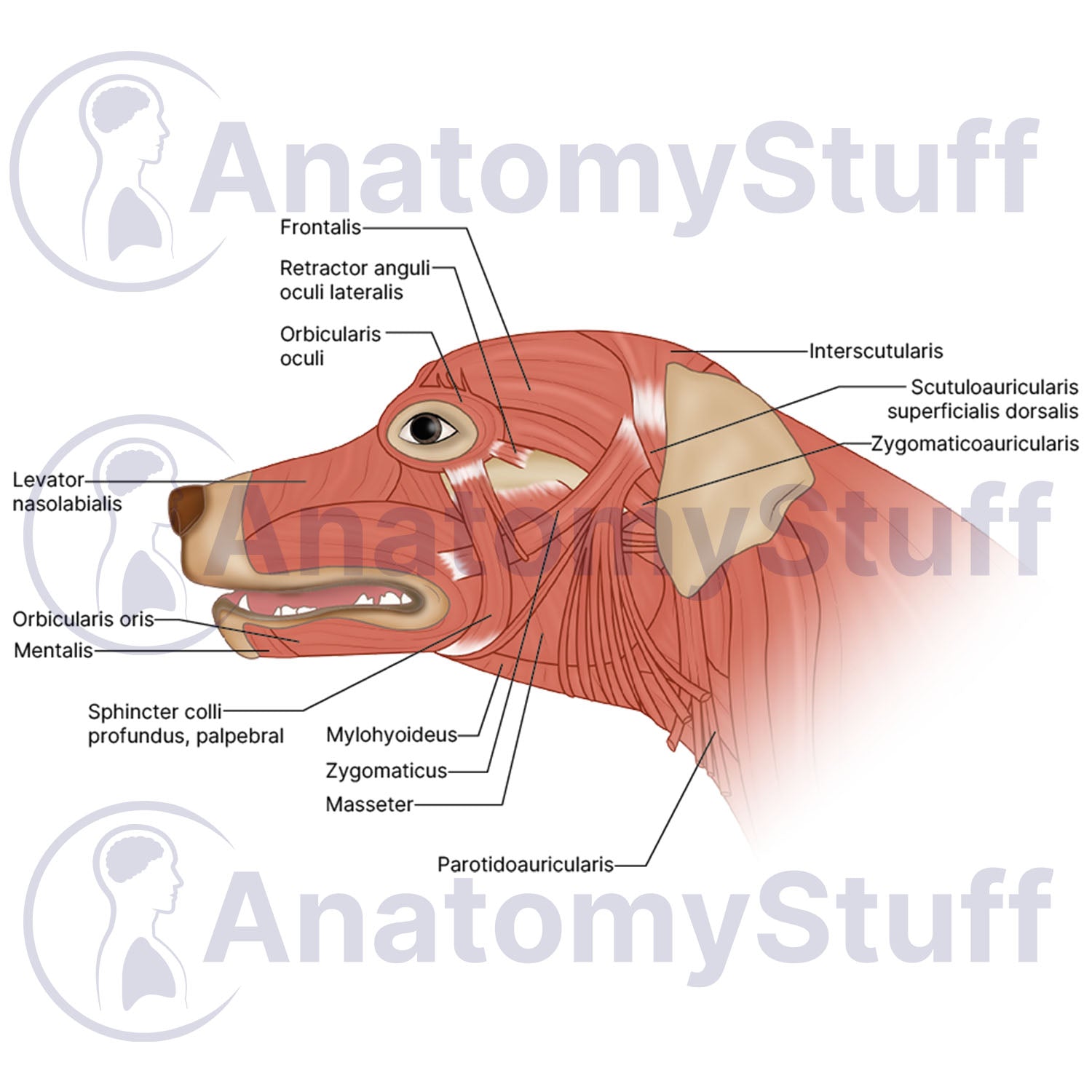 Canine Facial Muscles Illustration