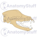 Switch Canine Lateral Skull Illustration 2 image