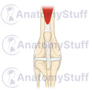 Switch Canine Craniocaudal Stifle Joint Illustration 2 image