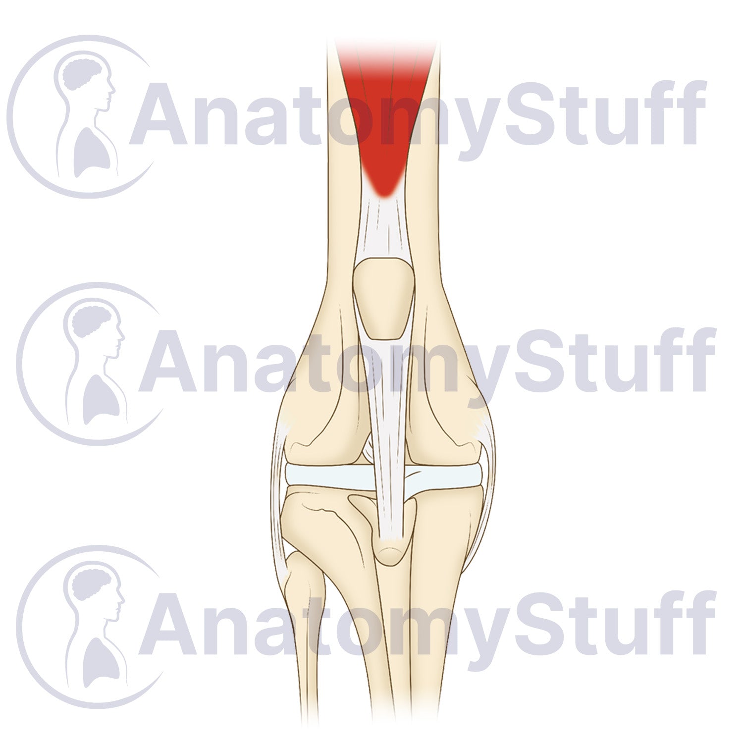 Canine Craniocaudal Stifle Joint Illustration