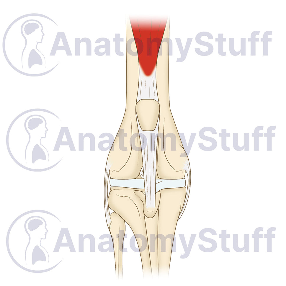 Canine Craniocaudal Stifle Joint Illustration