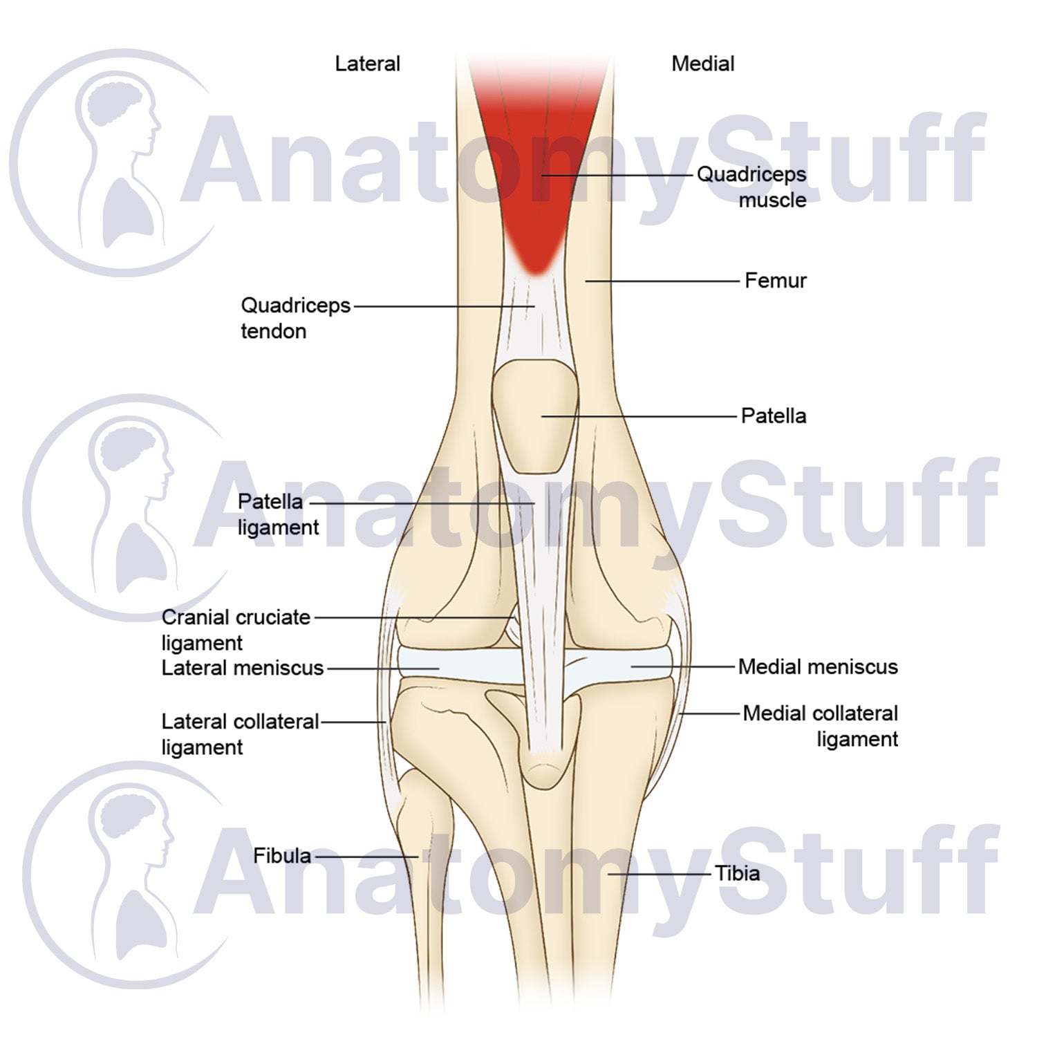 Canine Craniocaudal Stifle Joint Illustration