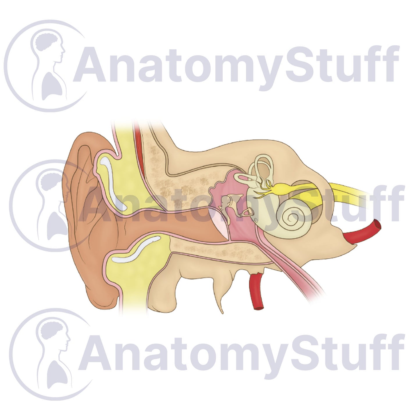 Internal Ear Illustration