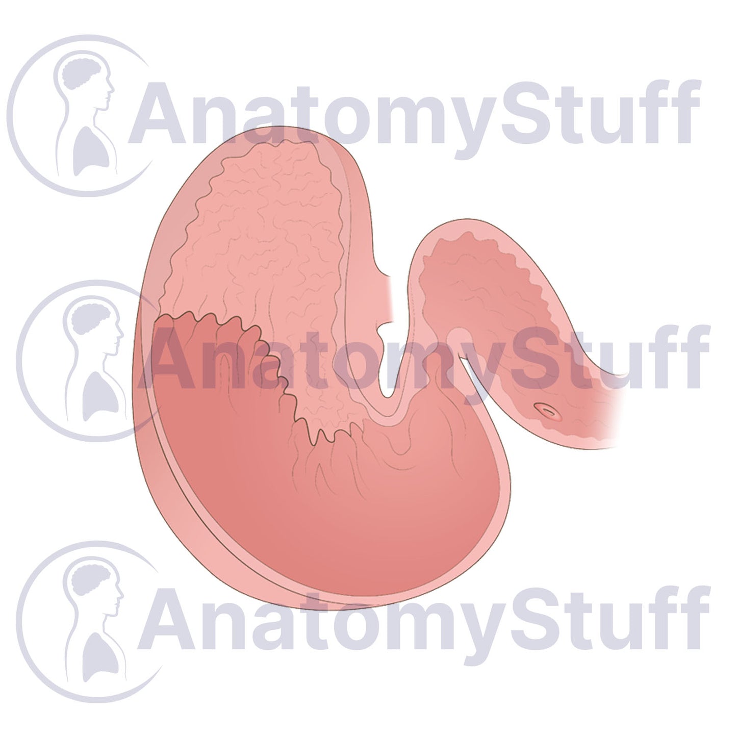 Equine Stomach Illustration