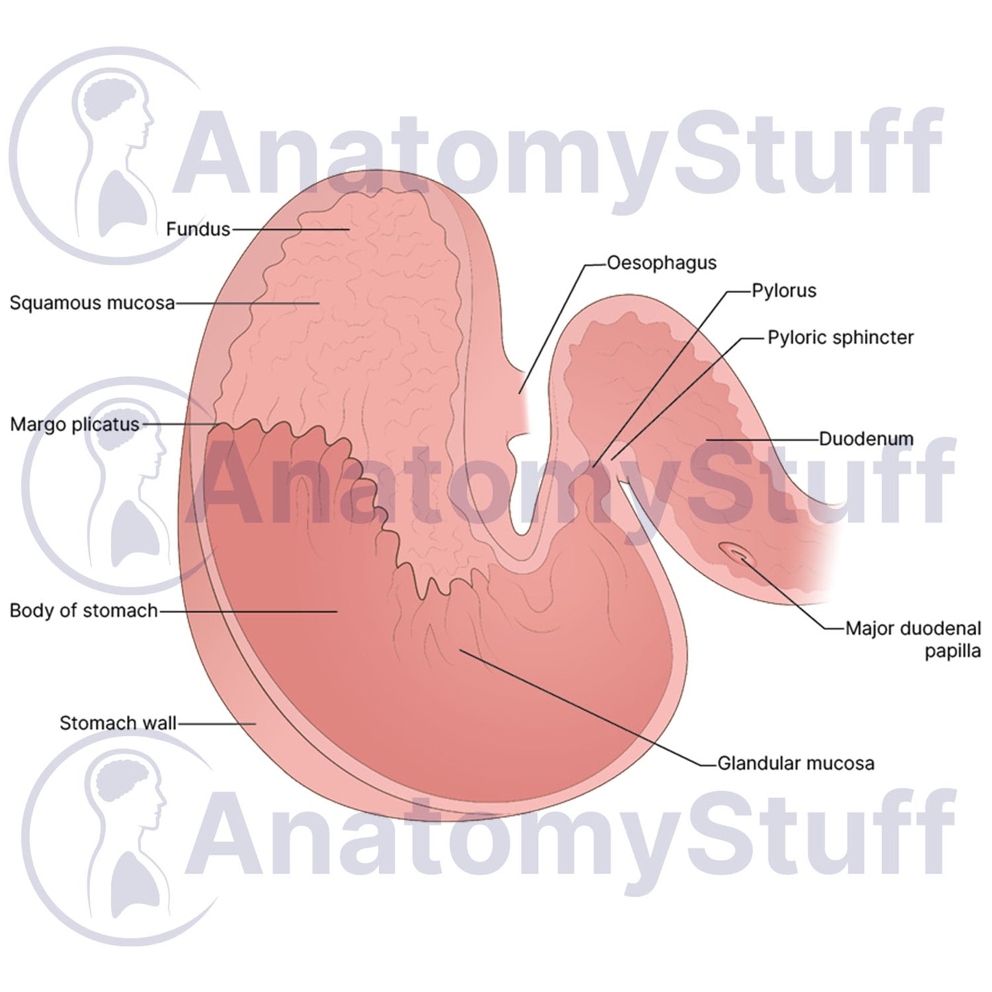 Equine Stomach Illustration