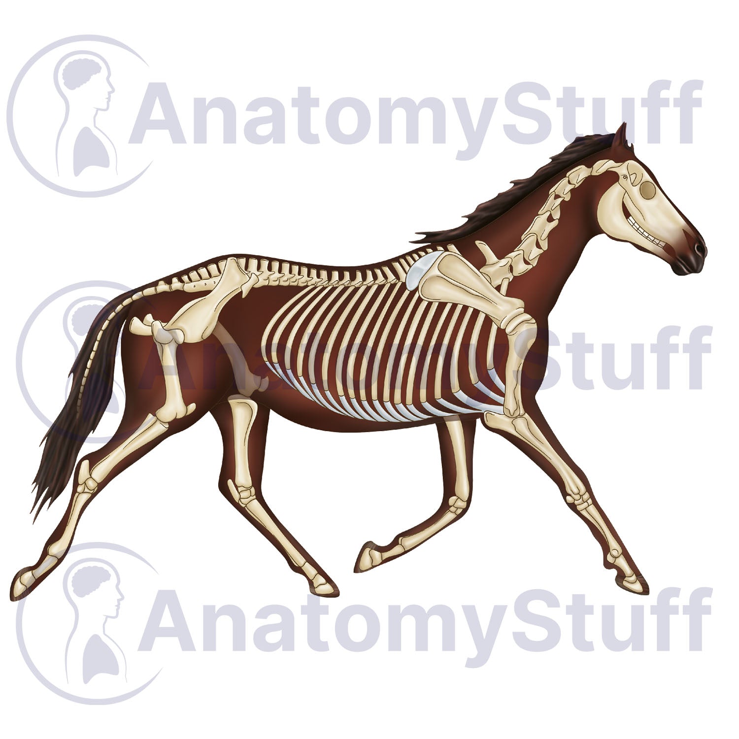 Equine Skeleton Illustration
