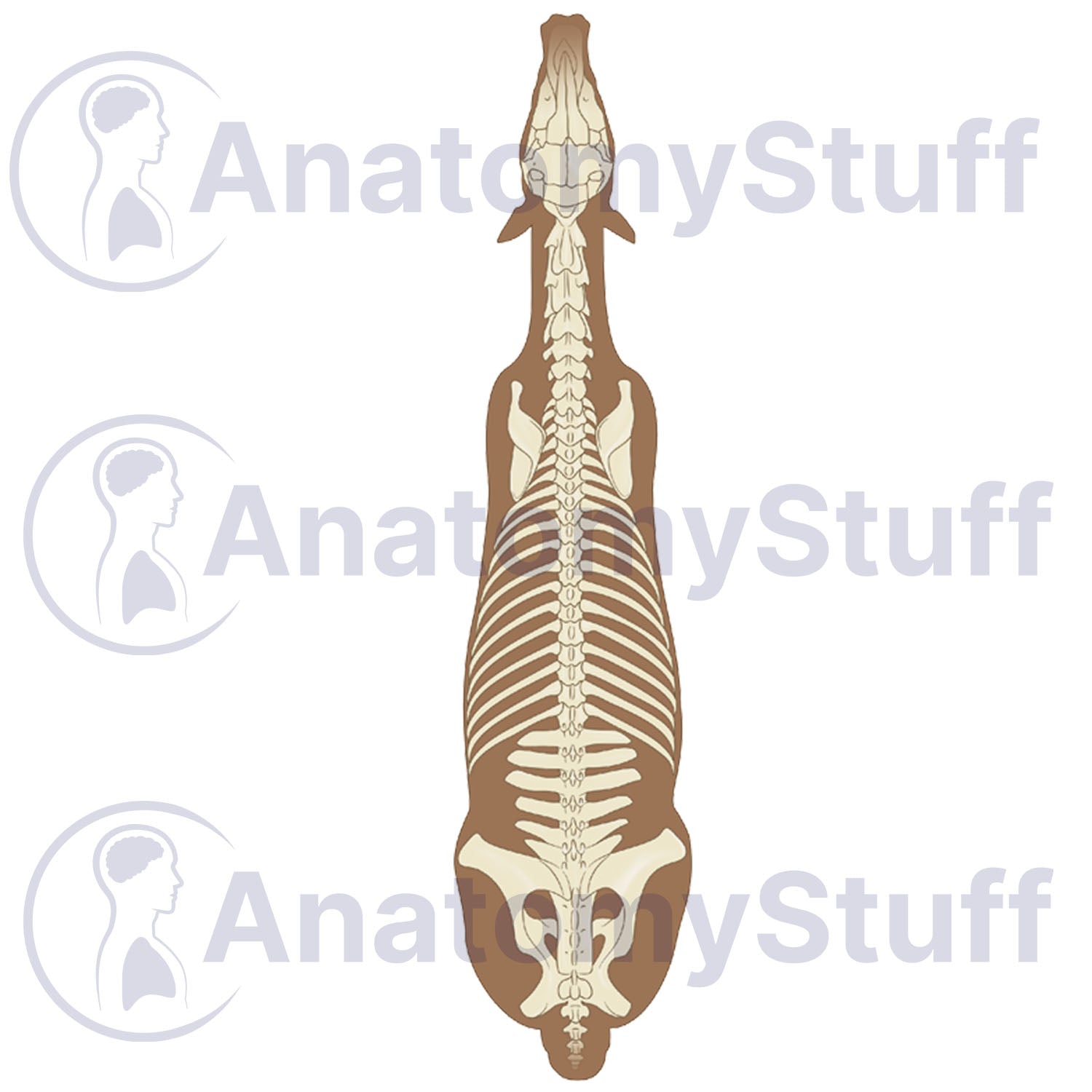 Equine Dorsal Skeleton Illustration