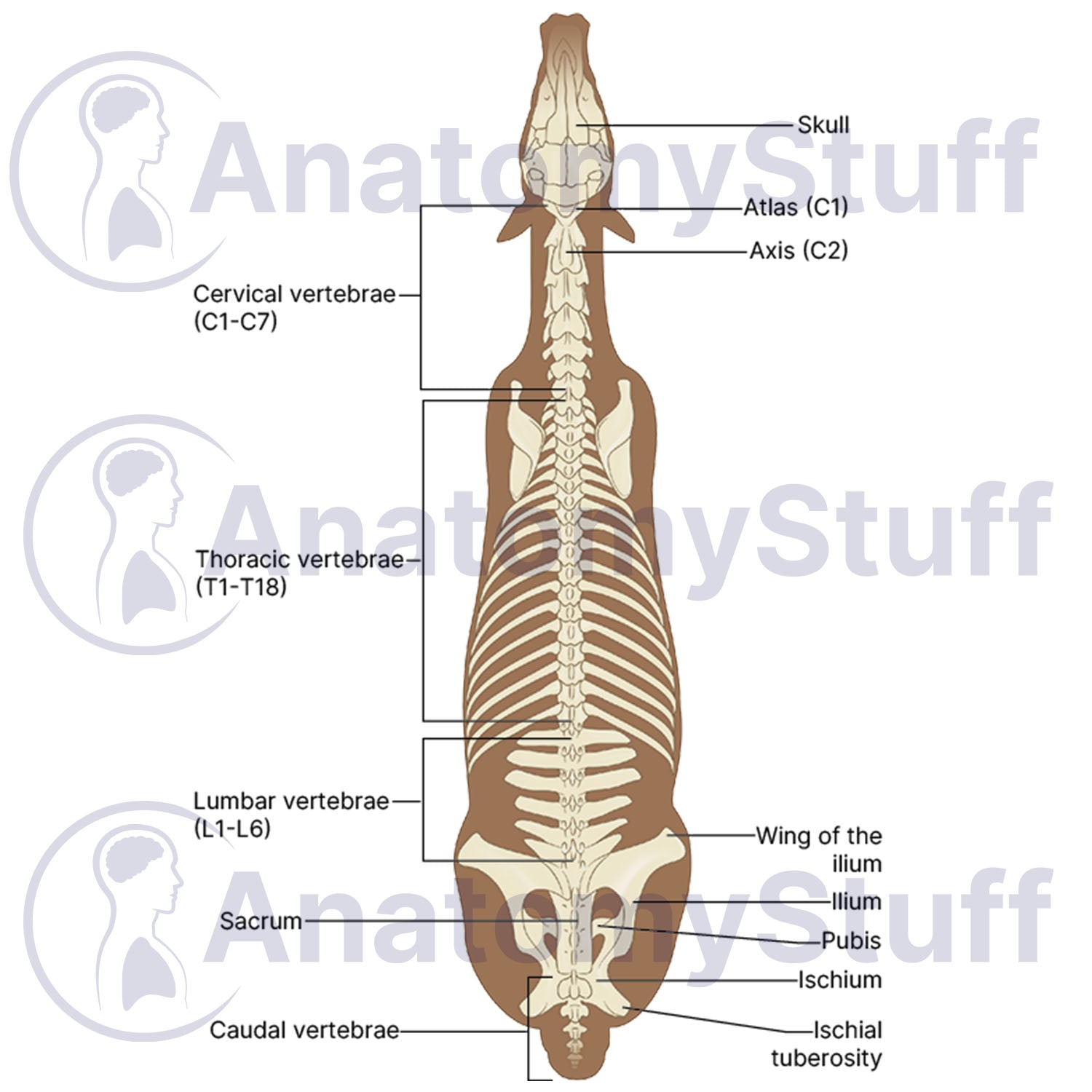 Equine Dorsal Skeleton Illustration