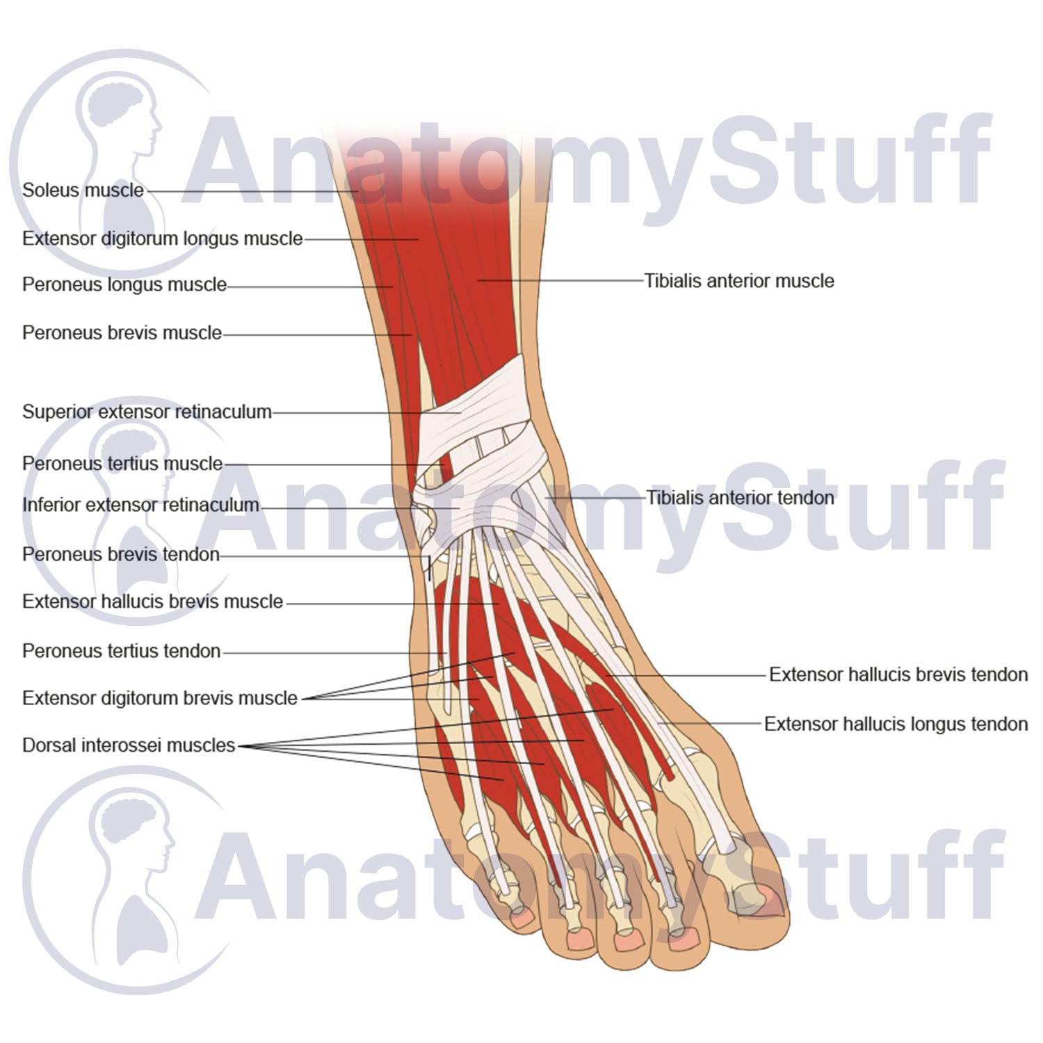 Foot and Ankle Illustration