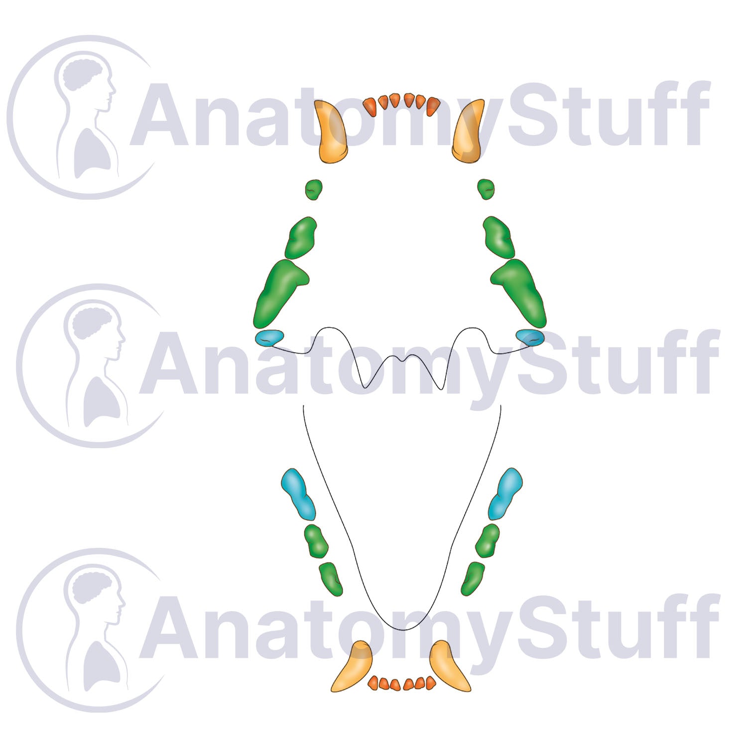 Feline Dental Map Illustration
