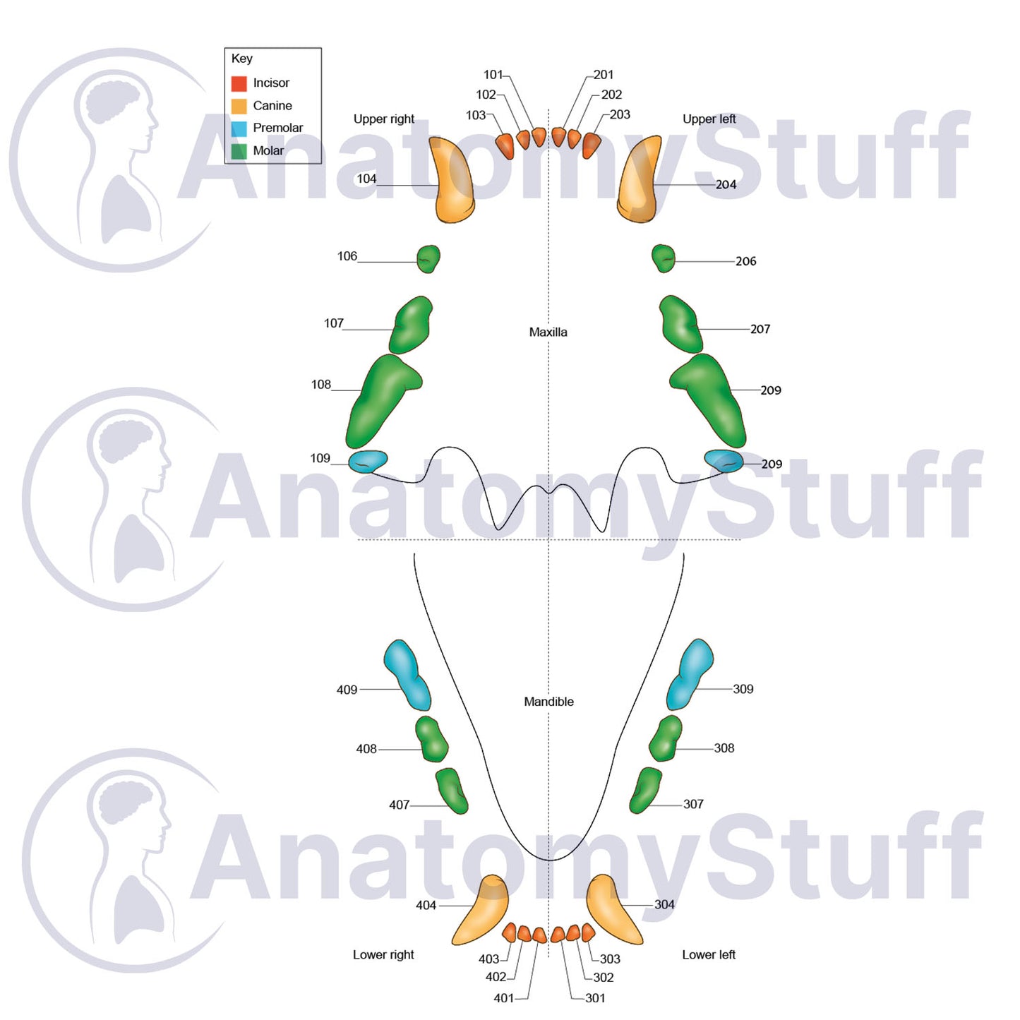 Feline Dental Map Illustration