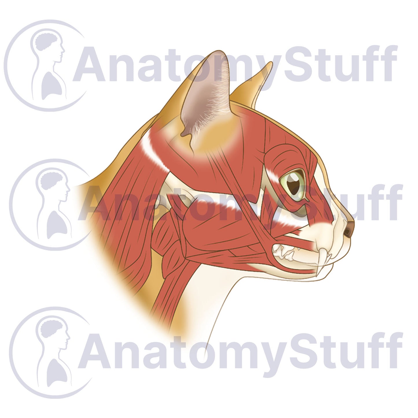 Feline Facial Muscles Illustration