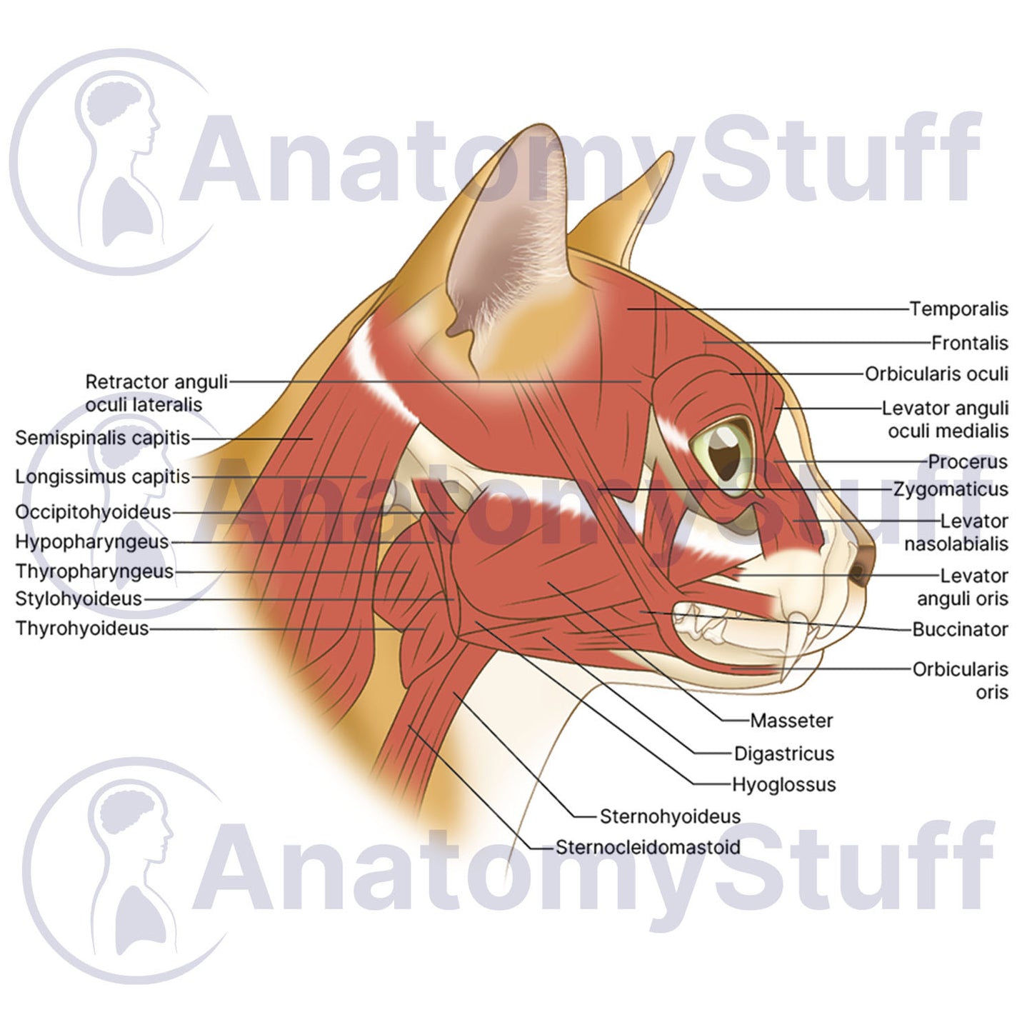 Feline Facial Muscles Illustration