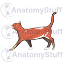 Switch Feline Lateral Muscles Illustration 2 image