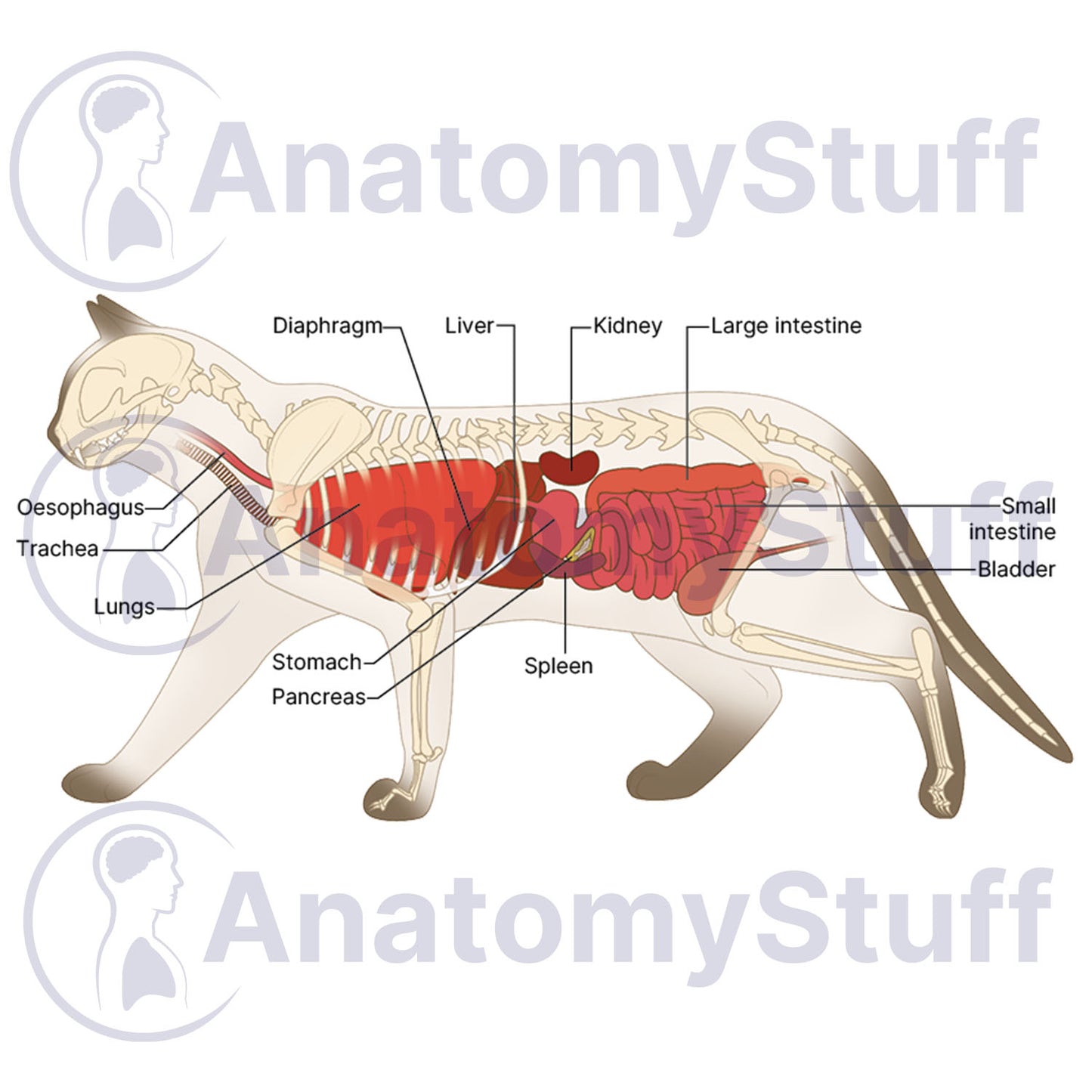 Feline Internal Organs Illustration