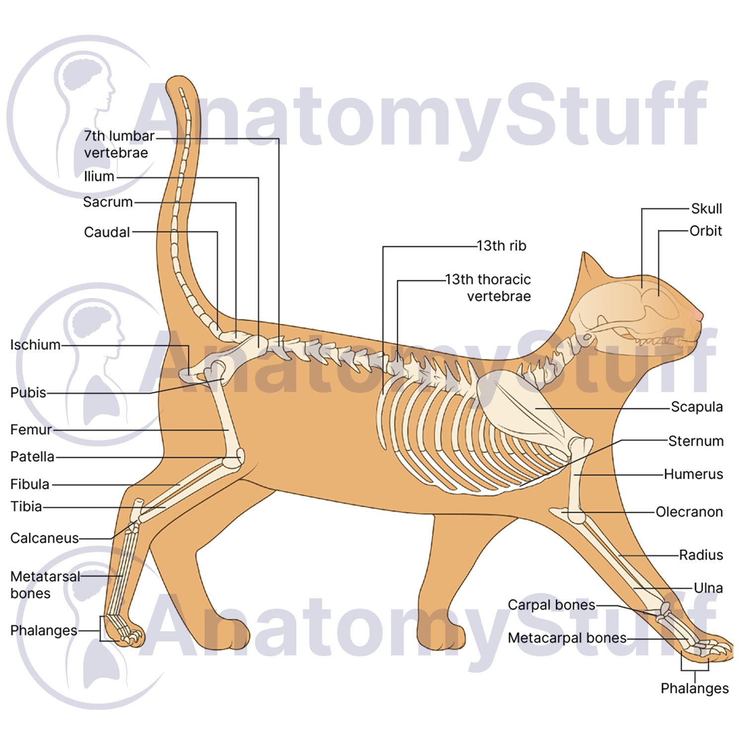 Feline Skeleton Illustration