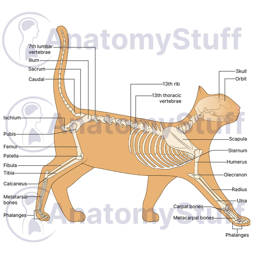 Feline Skeleton Illustration