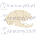 Switch Feline Lateral Skull Illustration 2 image