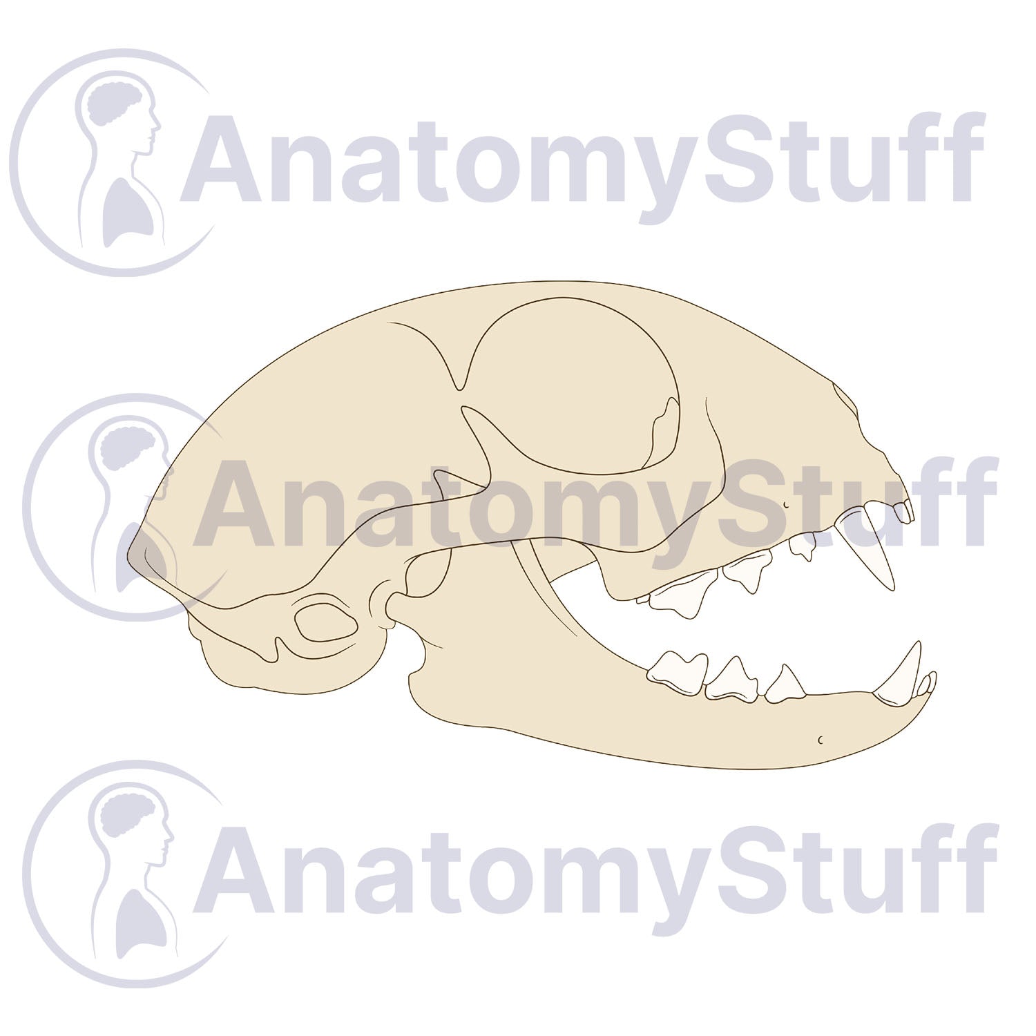 Feline Lateral Skull Illustration