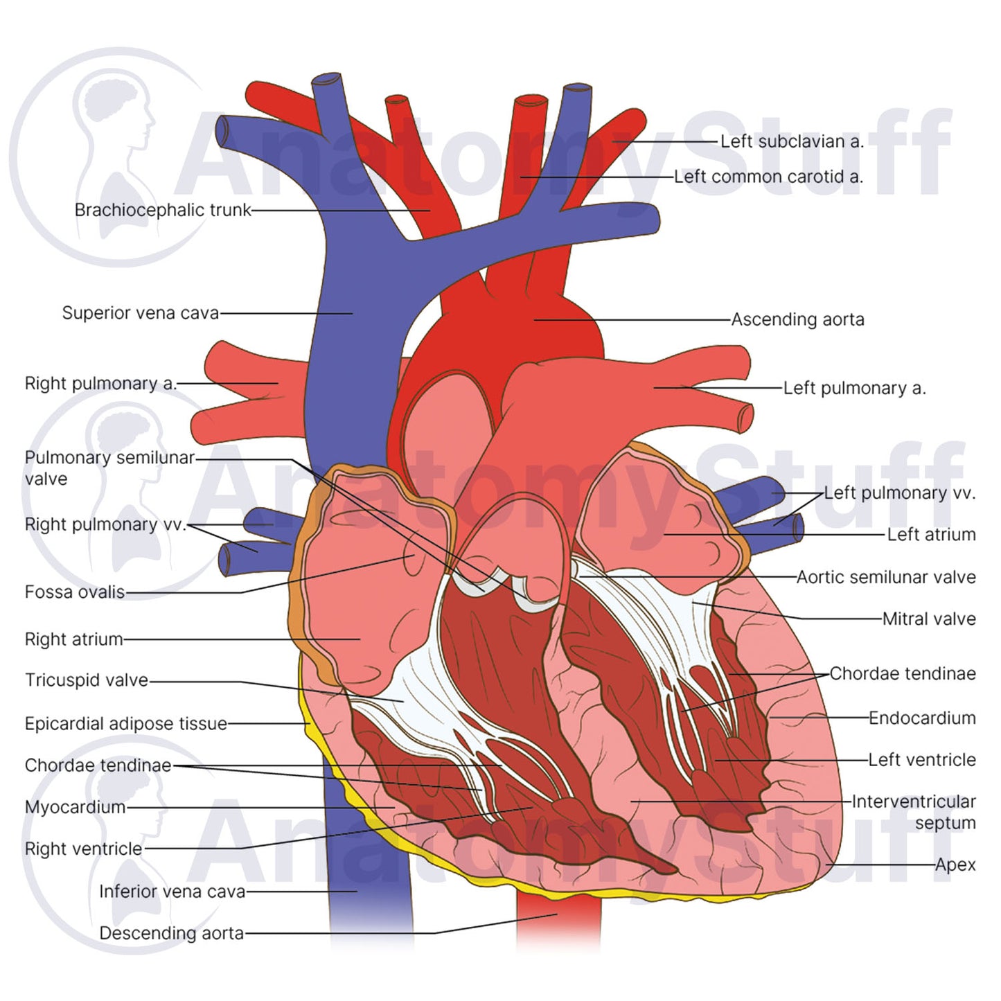 Heart Cross Section Illustration