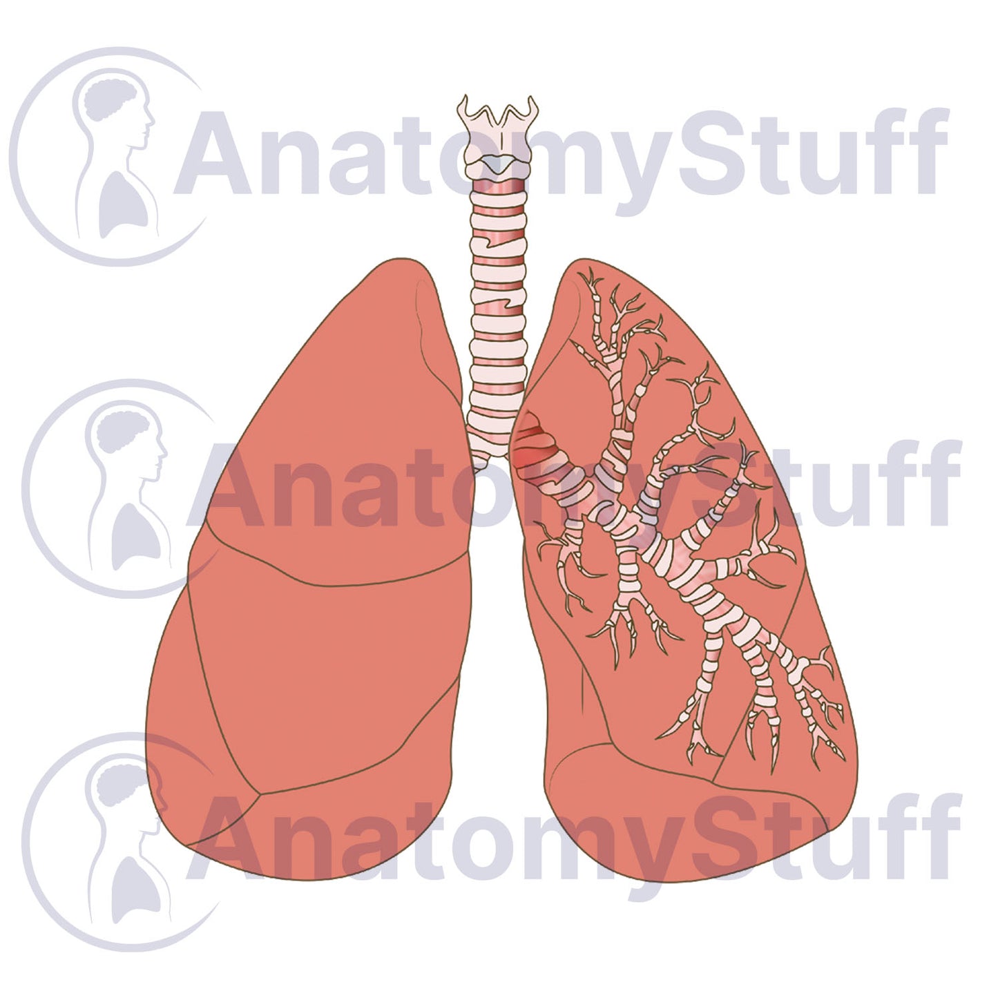 Lung Illustration