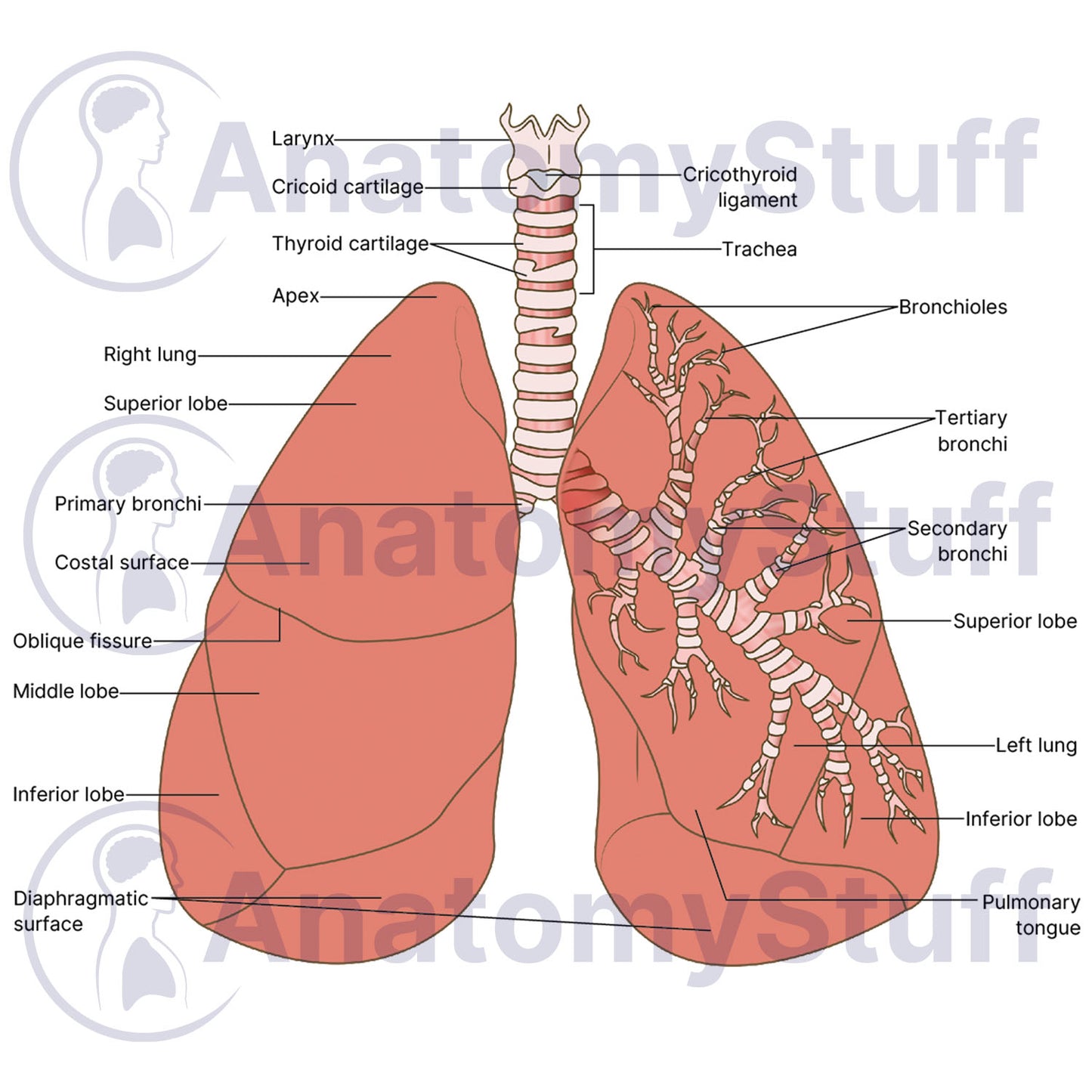 Lung Illustration