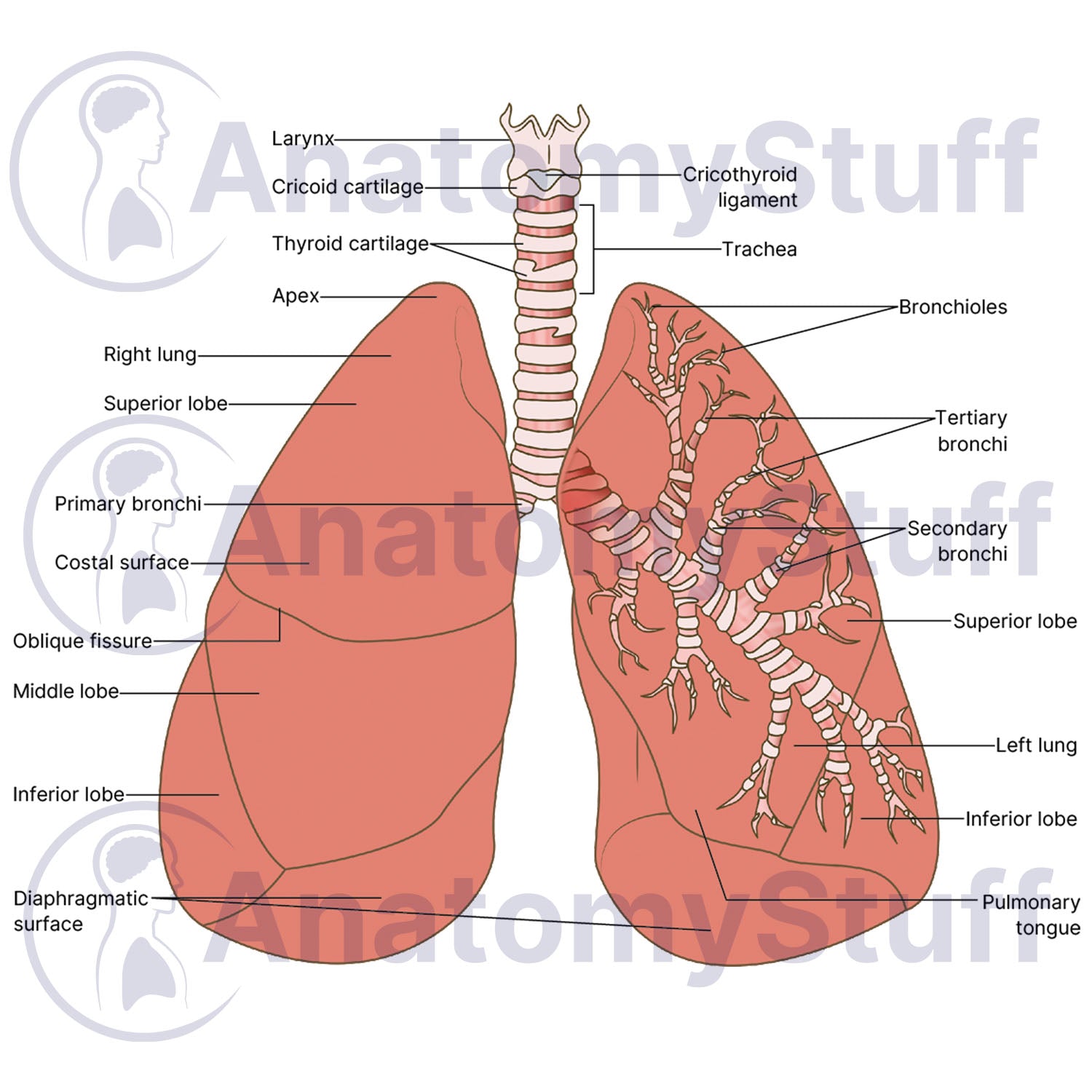 Lung Illustration