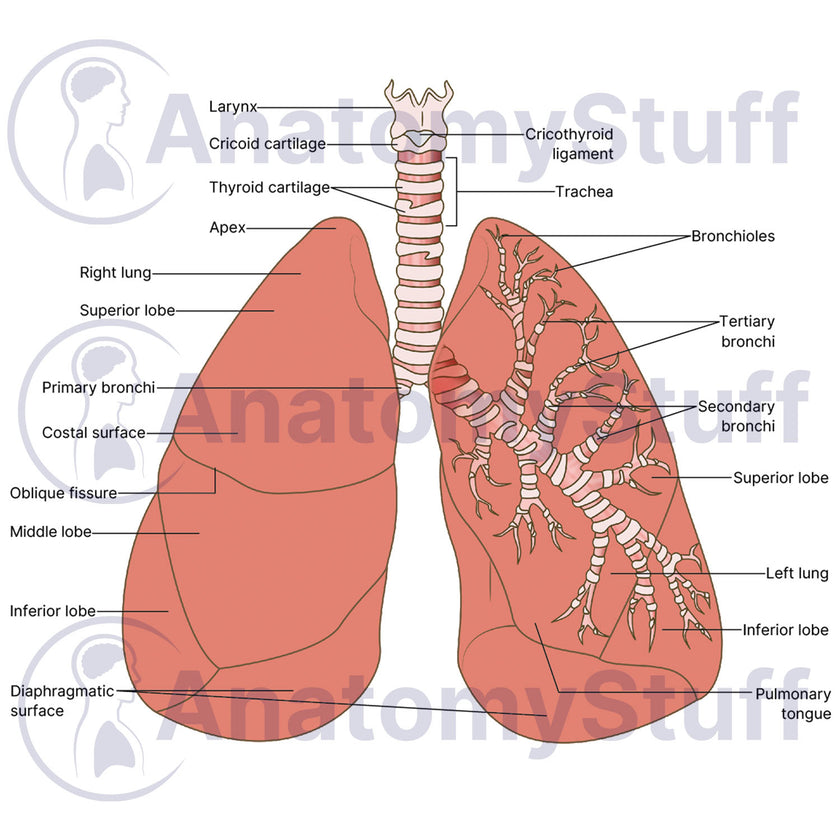 Lung Illustration