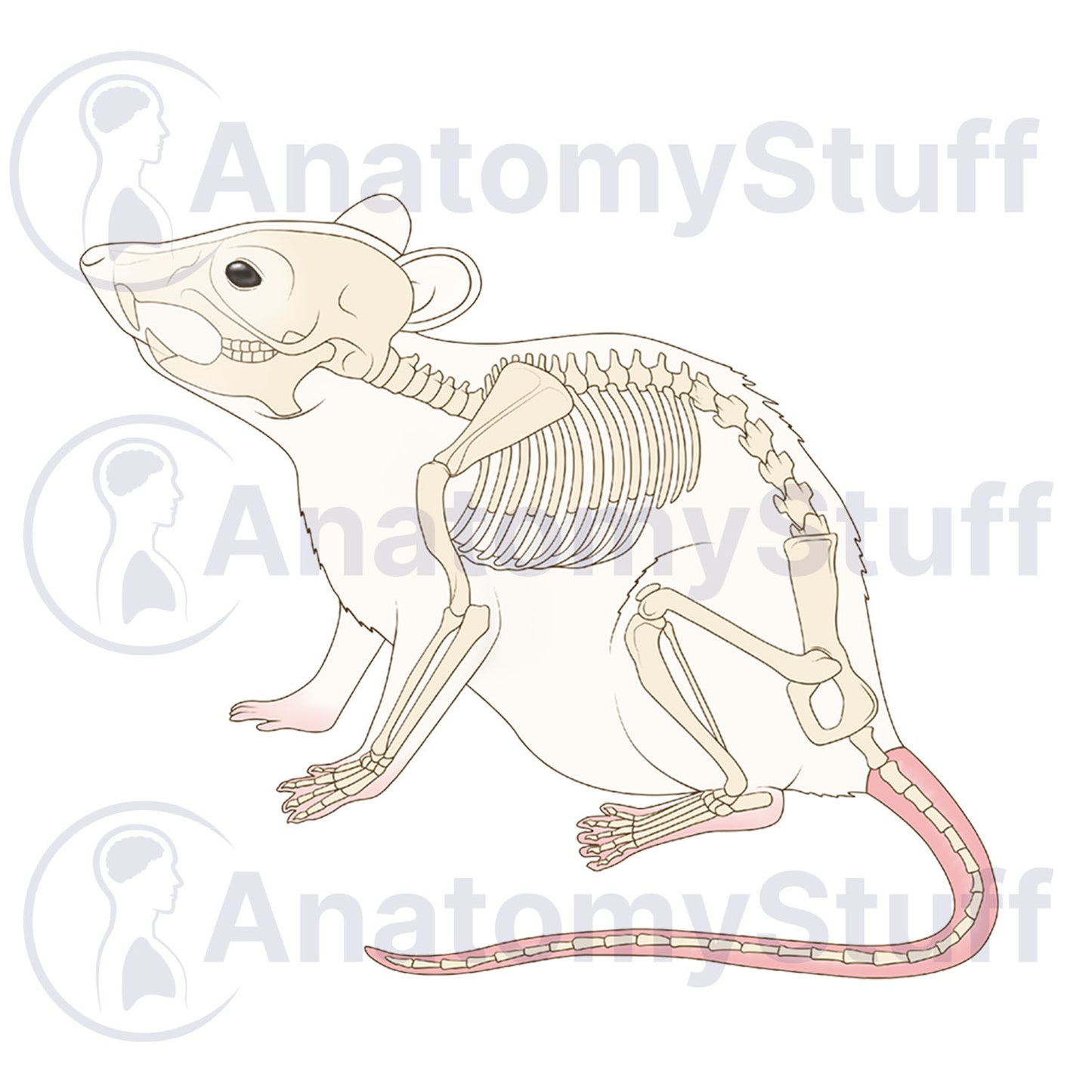 Mouse Skeleton Illustration
