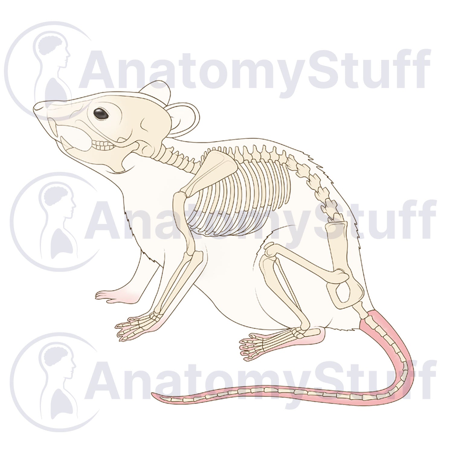 Mouse Skeleton Illustration