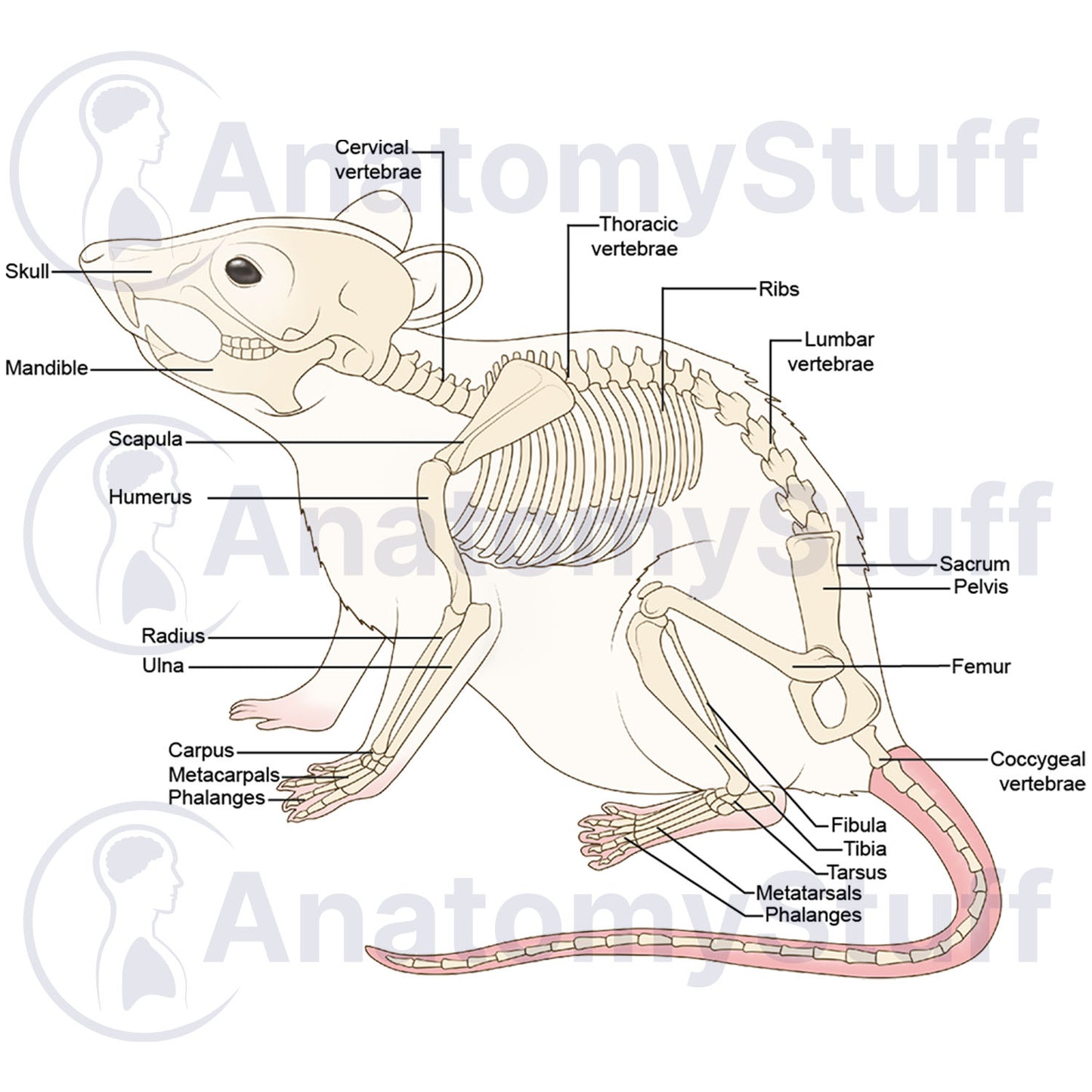 Mouse Skeleton Illustration