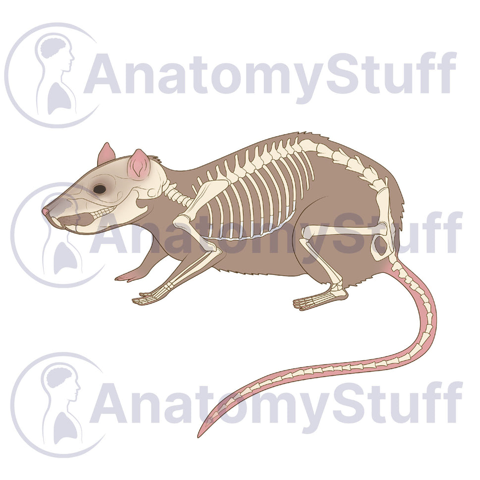 Rat Skeleton Illustration
