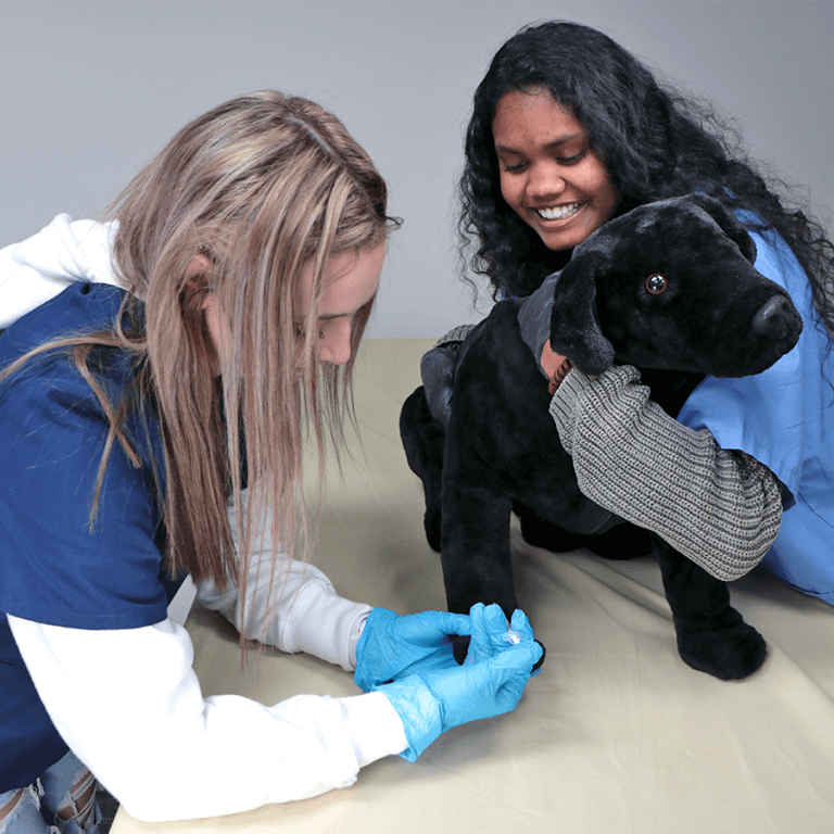 Canine Vet Trainer