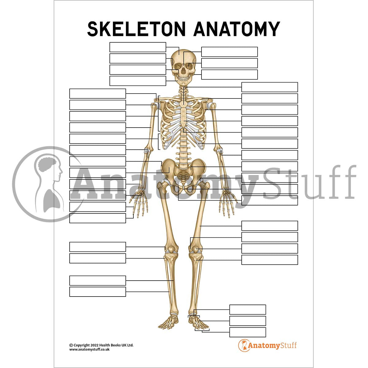 Skeleton Anatomy Poster / Worksheet  (Interactive & Printable PDF)