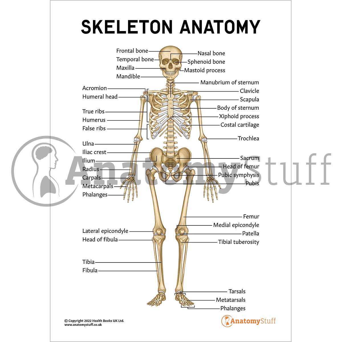 Skeleton Anatomy Poster / Worksheet  (Interactive & Printable PDF)