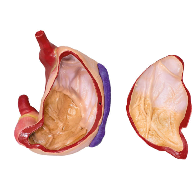 Internal View Of Pig Stomach