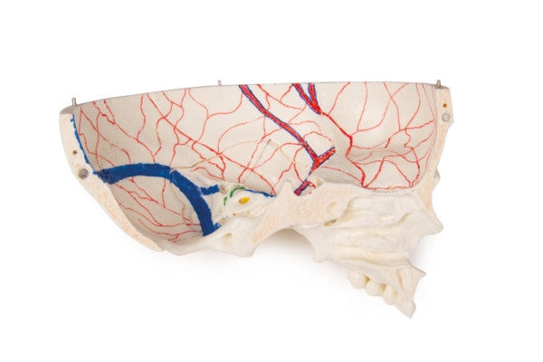 Infant demonstration skull model - internal view of painted veins and arteries