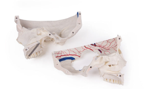 Magnetic Demonstration Skull Model (14 Part)