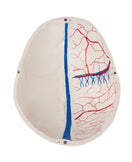 Switch Internal view of the painted veins in the demonstration skull model 3 image
