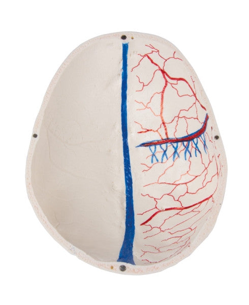 Internal view of the painted veins in the demonstration skull model