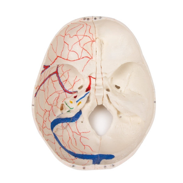 Child Demonstration Skull Model (14 Part)