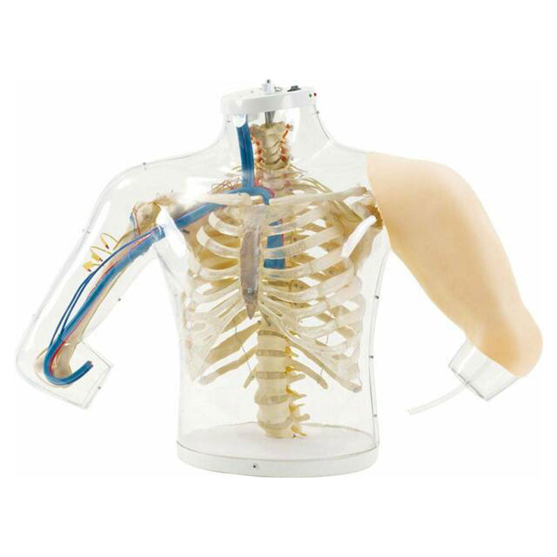 Intramuscular Injection of Upper Arm Muscles with transparent casing