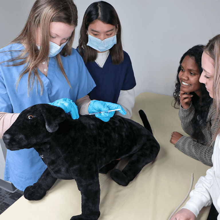 Canine Vet Trainer