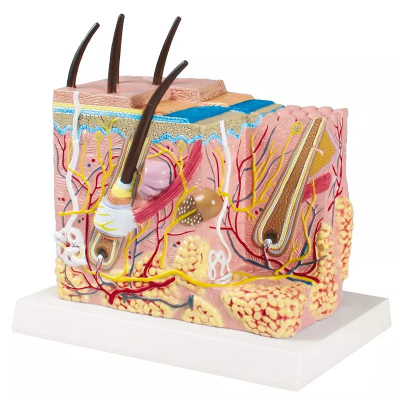 Skin Block Model (With Augmented Anatomy App) J213