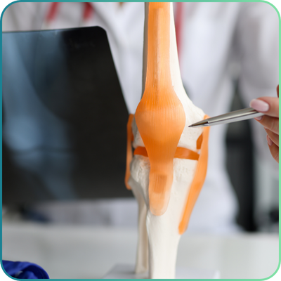 Joint and Muscle Models