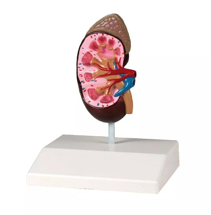 Kidney Model (With Augmented Anatomy App)
