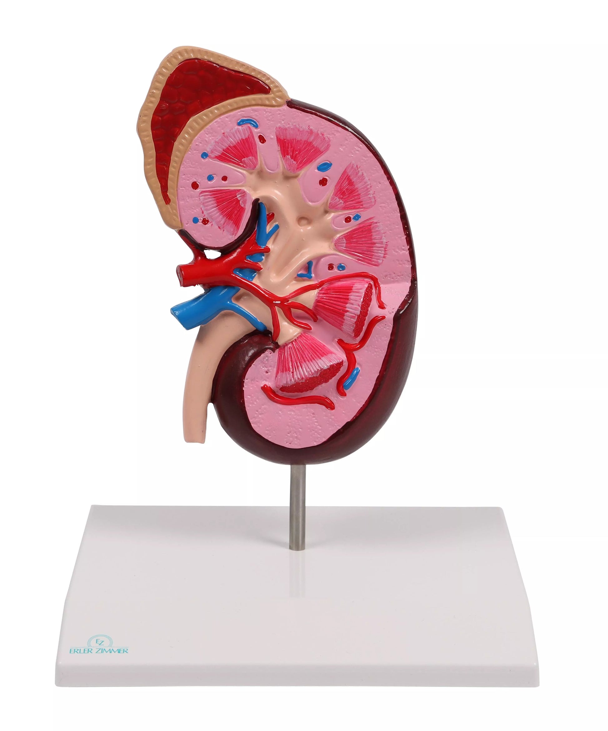 Kidney Model (2 times life size, with Augmented Anatomy App)