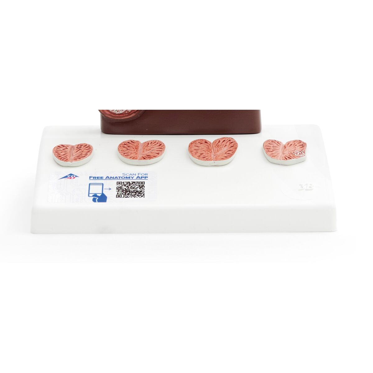 Prostate Model, 1/2 Natural Size, dark skin 1024384 close up plinth