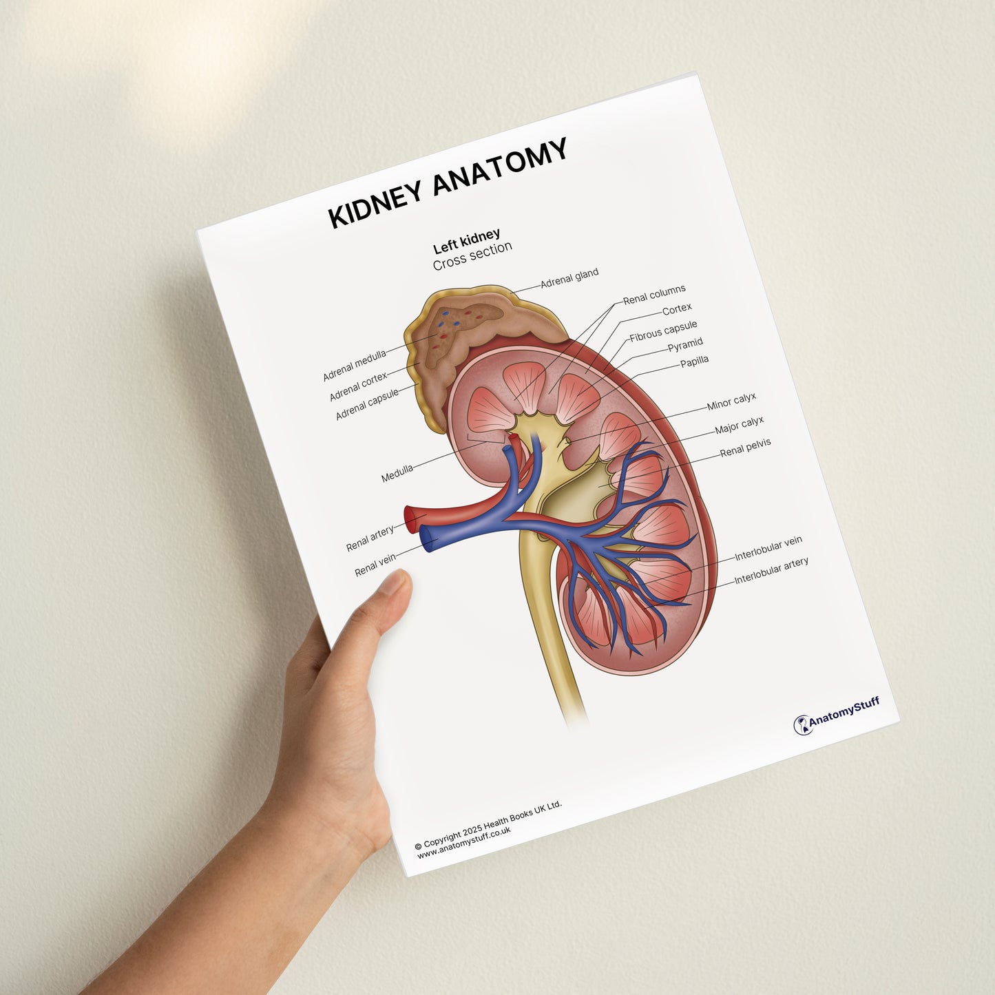 Kidney Anatomy Print (Small 20 x 25 cm)