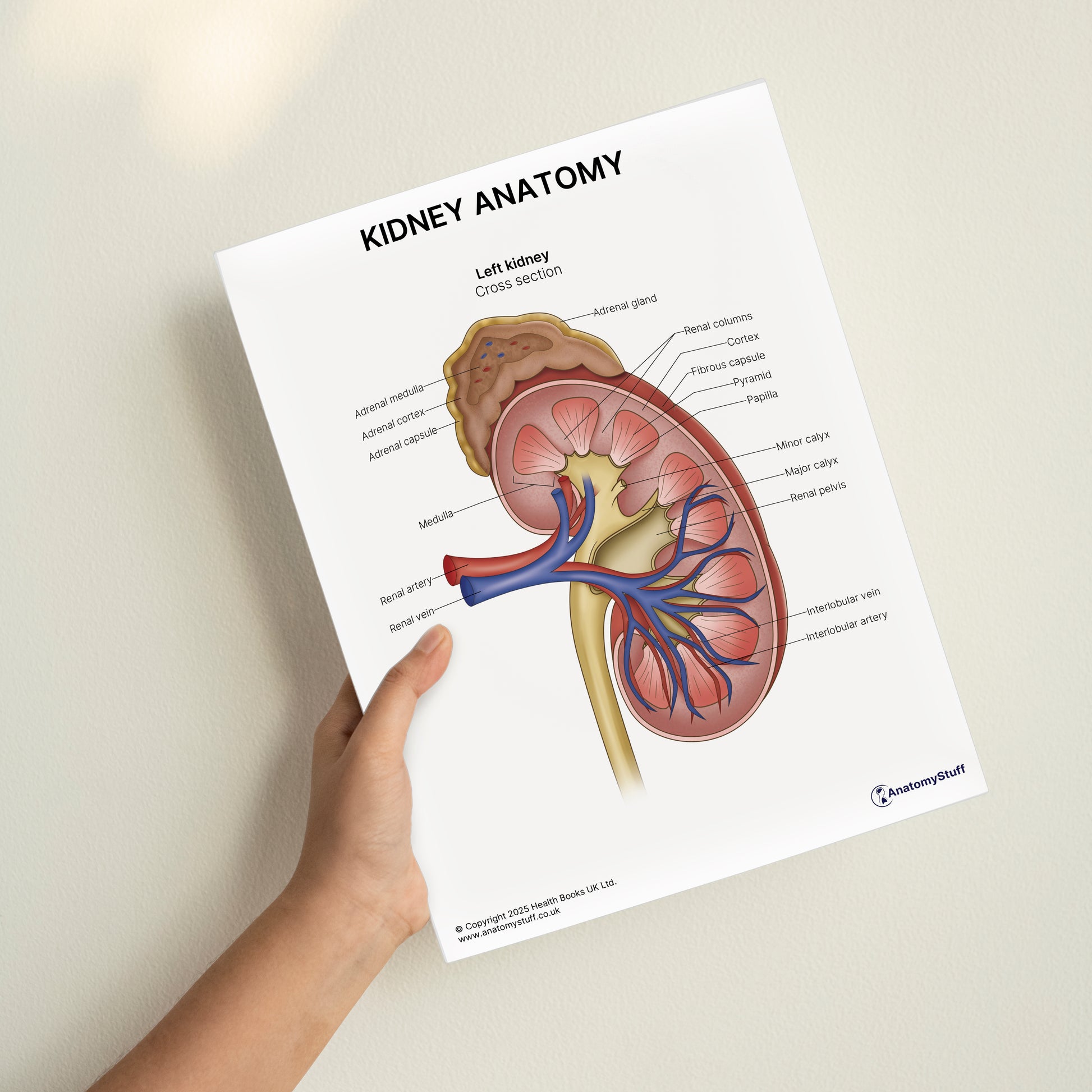 Kidney Anatomy Print (Small 20 x 25 cm)